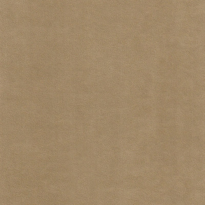 Катания камел