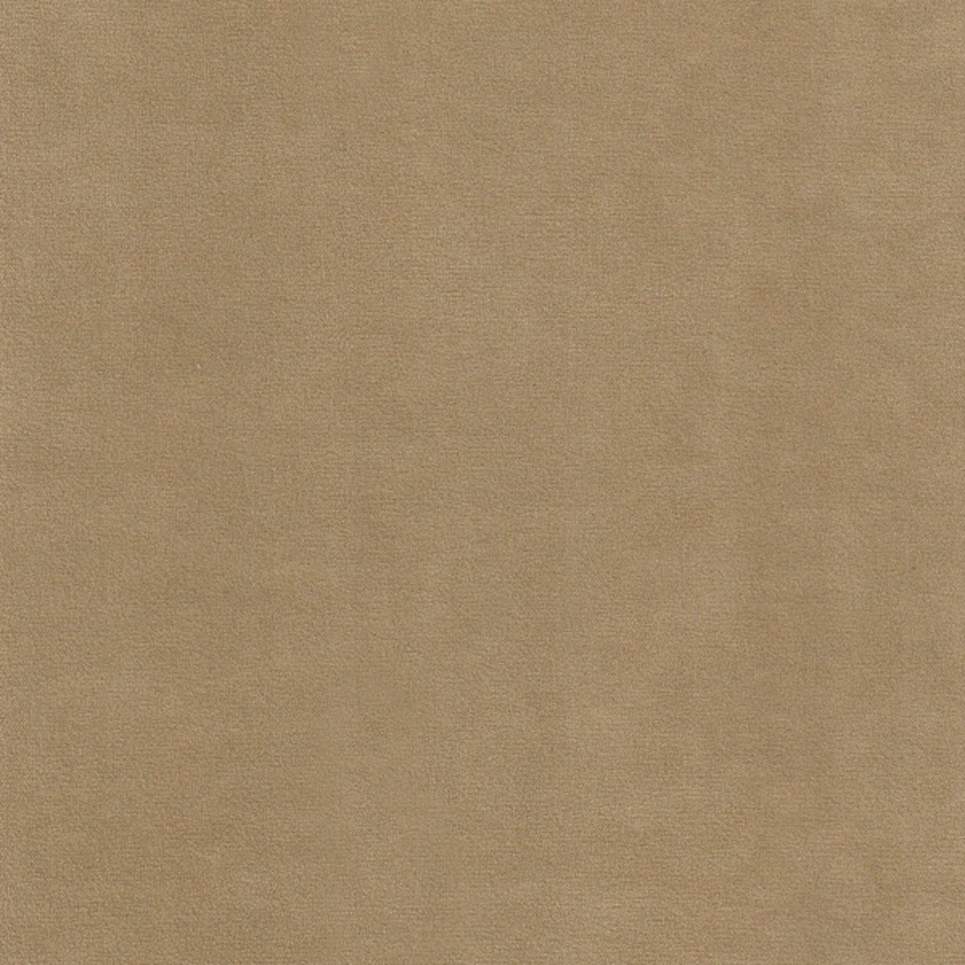 Катания камел