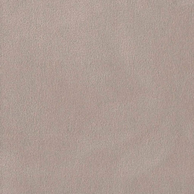 Колибри кэмел