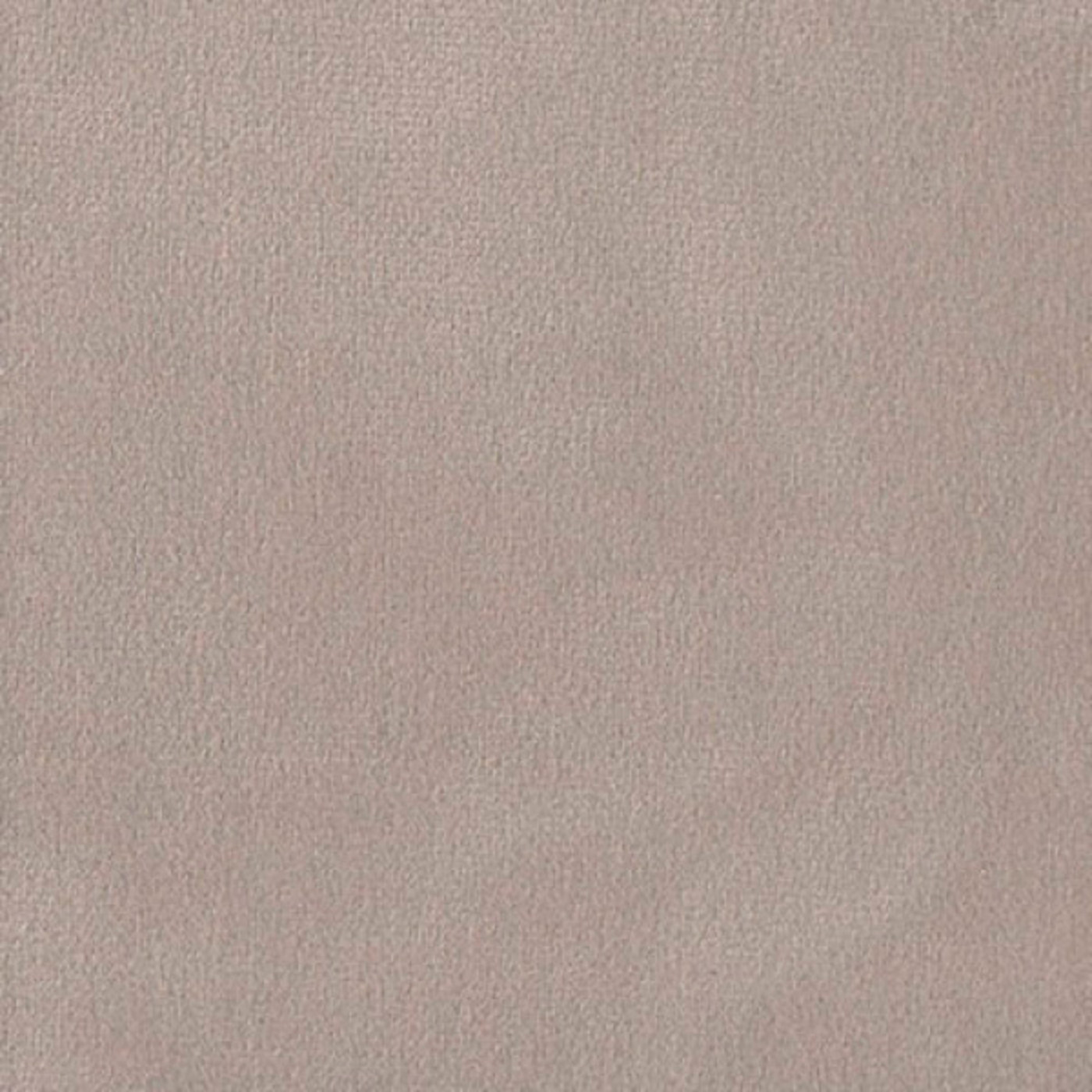 Колибри кэмел