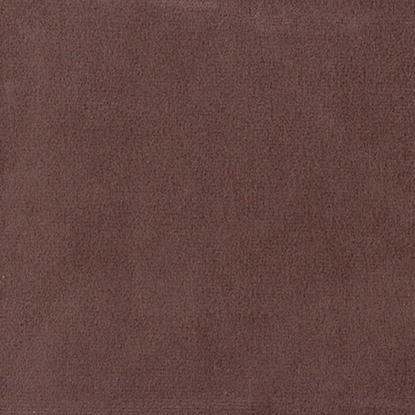 Колибри корица